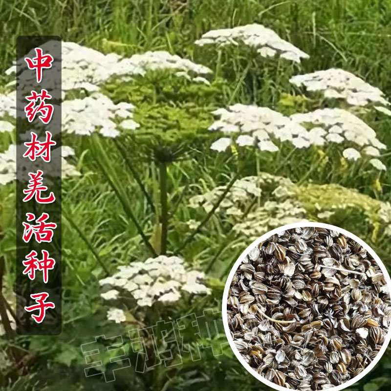 全新羌活种子 羌青 蚕羌 川羌 竹节羌 黑药 多年生耐寒中药材种子