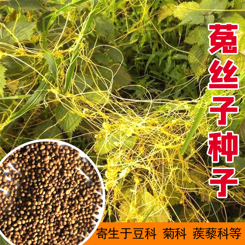 菟丝子种籽大豆寄生无根草黄丝黄鳝藤东北野生中草药金丝藤种子