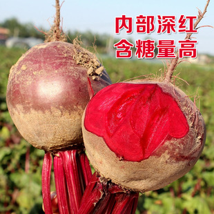红菜头红甜菜种子种籽红甜菜根种子紫甜菜头四季播阳台盆栽蔬菜孑