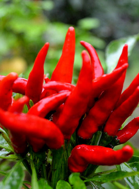 红色朝天椒种子小米椒辣椒种籽超辣食用四季种植高产阳台盆栽种孑