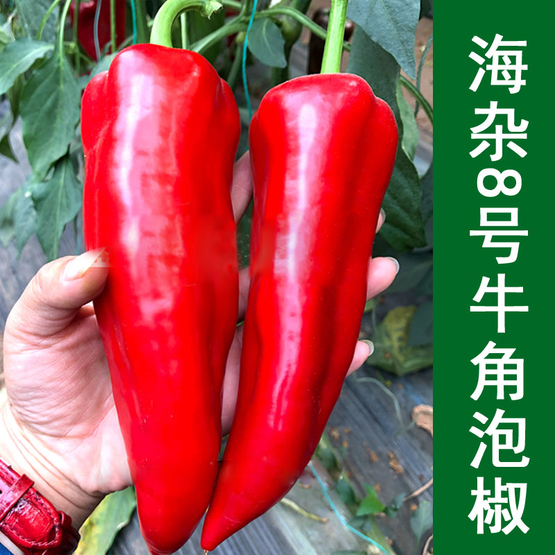 蔬菜牛角春夏四季盆栽辣椒种子