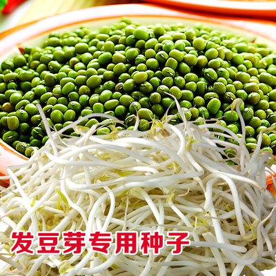 黑豆黄豆绿豆红豆种子纸上种菜