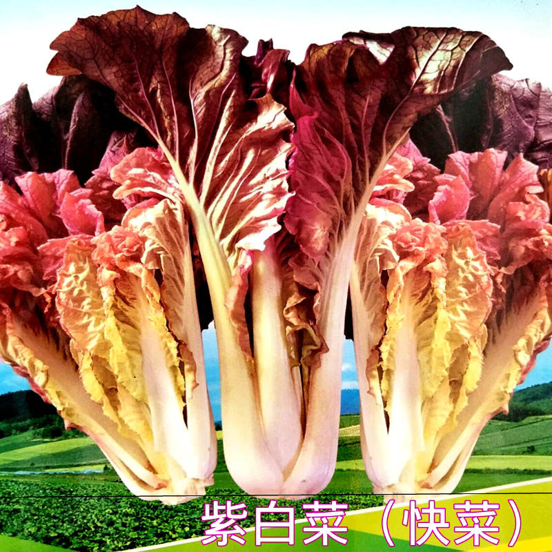 种子紫色春季盆栽小白菜