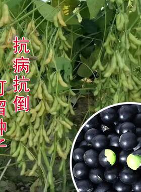 老品种大粒黑豆种子绿心黑豆种子