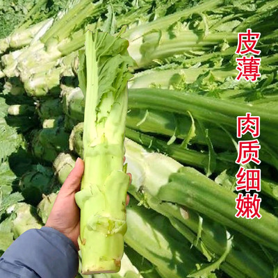 四川棒菜种子种籽笋子芥大芥菜头