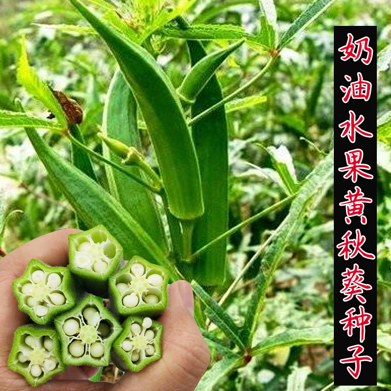 水果秋葵高产盆栽蔬菜红蔬菜孑