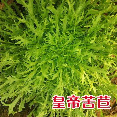 皇帝苦苣种子苦菊种籽生菜青菜