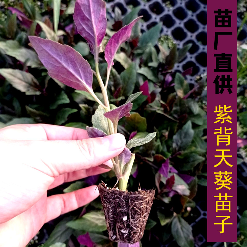 紫背菜苗子秧苗紫背天葵秧苗农家院阳台盆栽补血菜血皮菜蔬菜苗