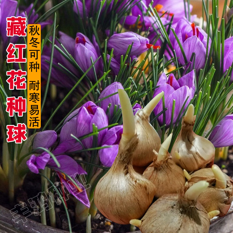 藏红花种球种子苗大球球根西红花