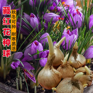 藏红花种球种子苗大球药用球根盆栽番红花西红花食用耐冻耐寒花卉