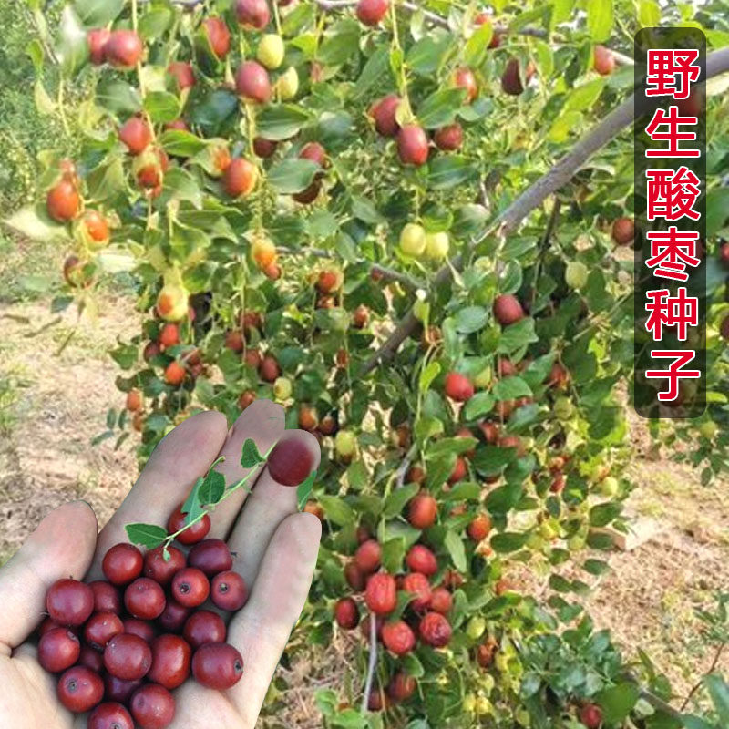 新摘酸枣种子 野生嫁接种籽山枣角针硬枣大红枣树中药材硬枣枣树