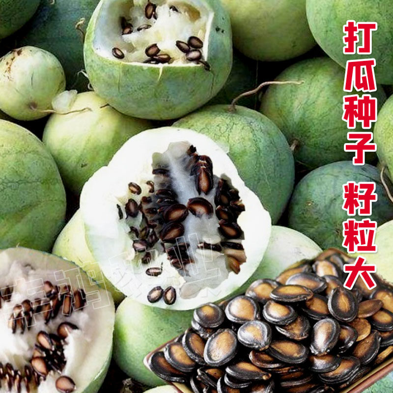打瓜种子用来吃瓜子的瓜大片瓜子瓜产籽西瓜南瓜种籽夏季四季种孑