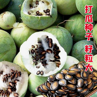 打瓜种子用来吃瓜子的瓜大片瓜子瓜产籽西瓜南瓜种籽夏季四季种孑
