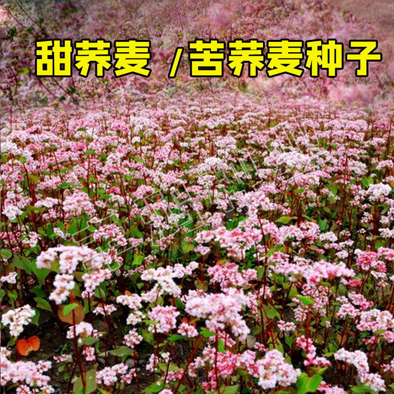 荞麦种子甜荞麦苦荞食用播种四季