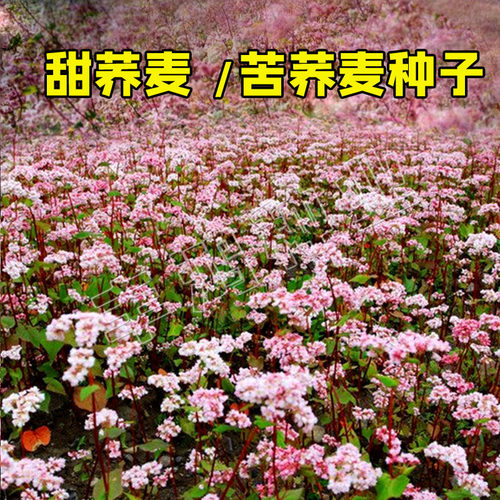 荞麦种子甜荞麦苦荞食用播种四季