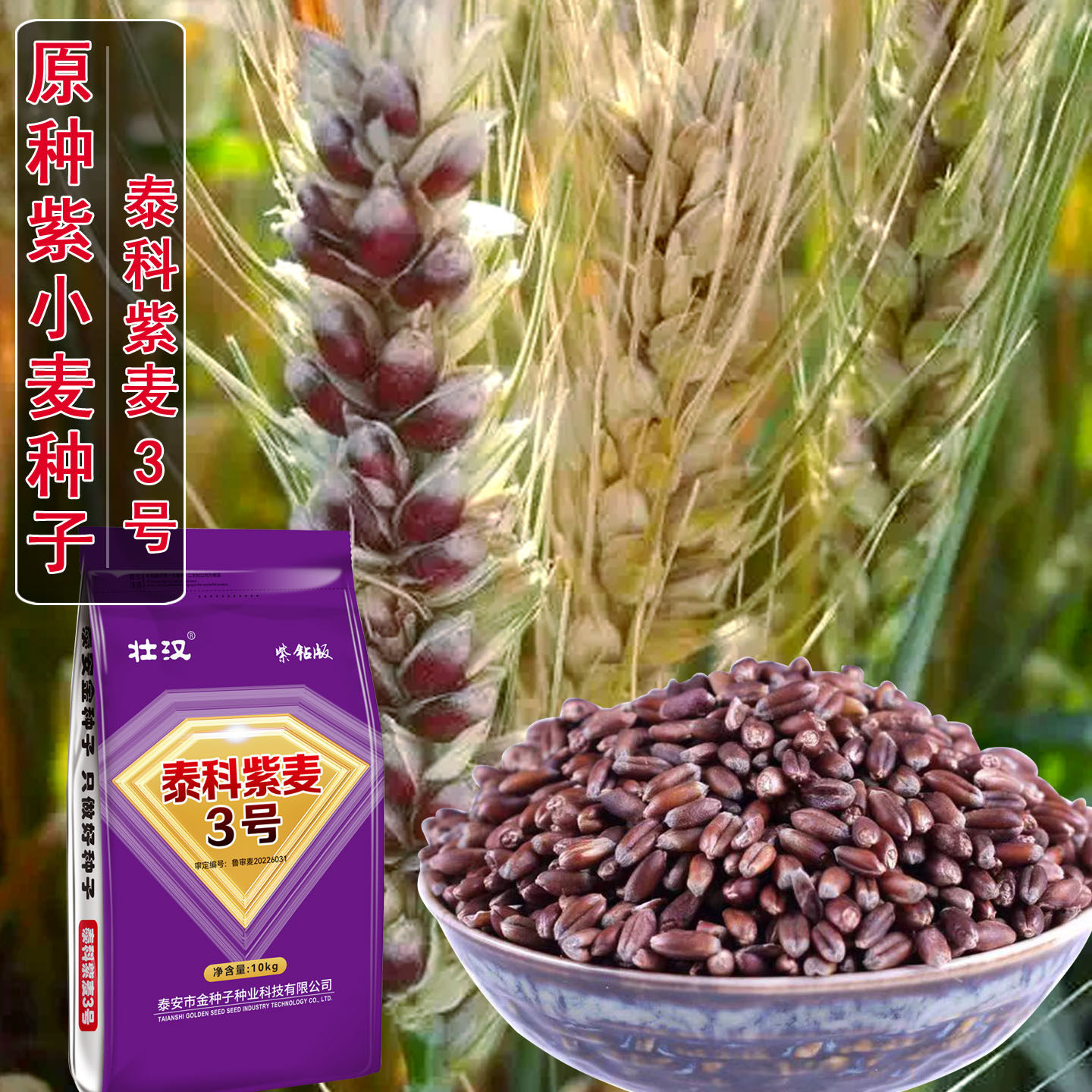 原种黑小麦种子泰科3号小麦农家天然富硒黑小麦黑金刚春冬季种籽