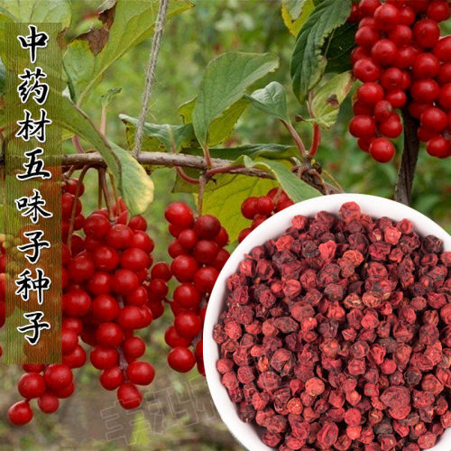 中药材北五味子树苗散装种植庭院