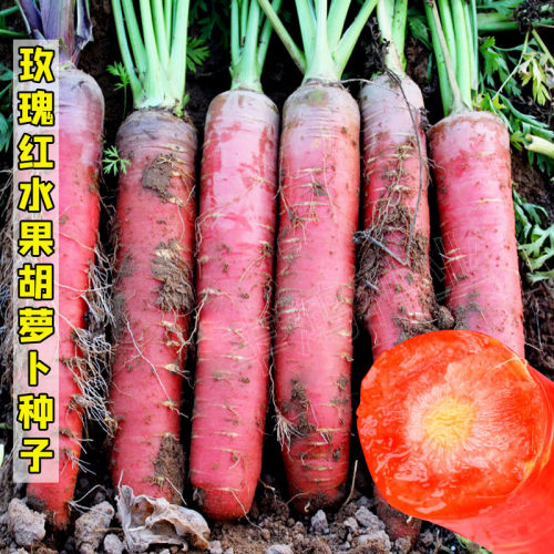红色胡萝卜种子红皮水果四季籽种