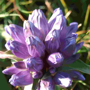 正品秦艽种子麻花九四季播种秦久药材观赏药用盆栽植物秋季种植