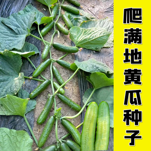地黄瓜种子满地爬无架不爬架旱黄瓜种籽春秋四季庭院阳台蔬菜菜籽