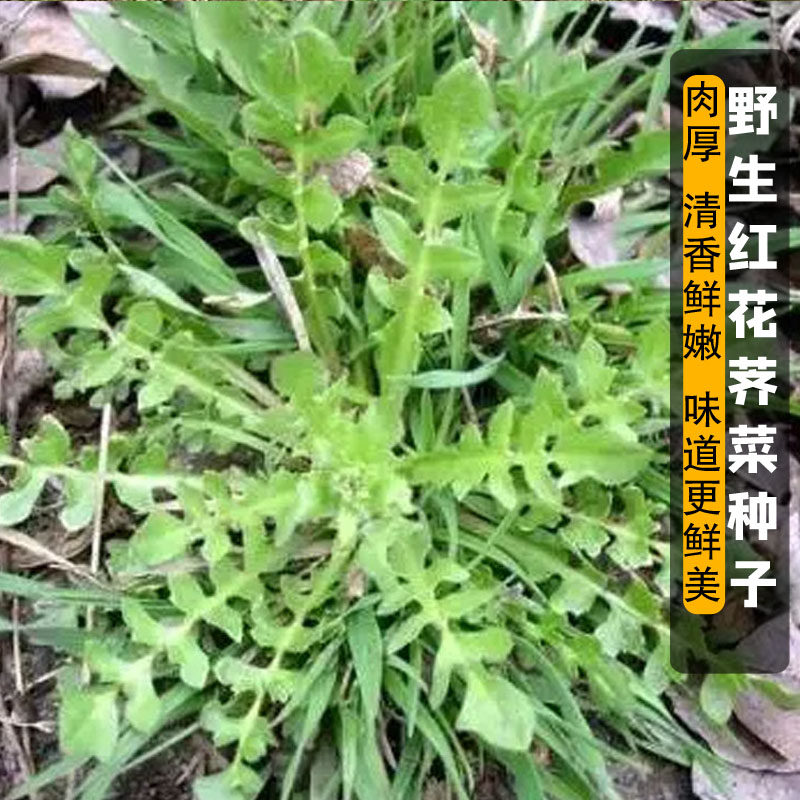 陕西红花野生荠菜种籽荠荠菜种子花叶阳台盆栽蔬菜春夏秋冬四季播