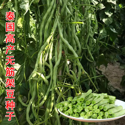泰国无筋架豆王种子无筋豆种籽