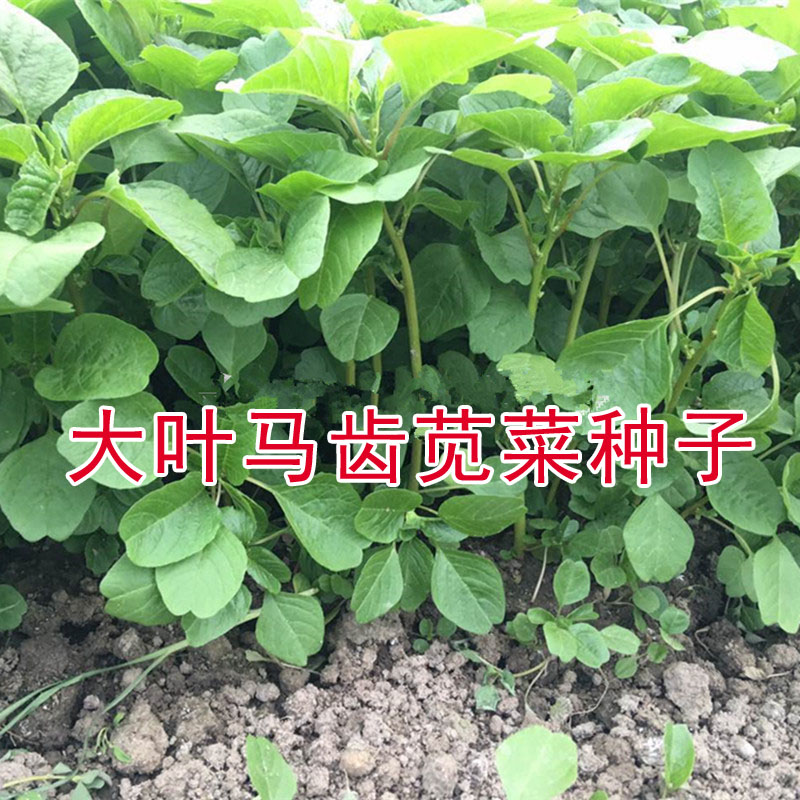 白梗大叶叶苋菜种子嫩滑青菜大叶