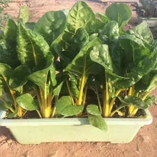 春季种子东升 叶甜菜种子 金叶红叶甜菜种子四季播种秋季蔬菜种籽