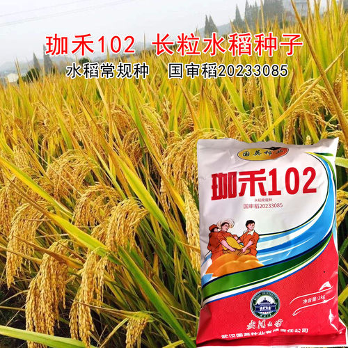 珈禾梦香优粤禾丝苗正品原装大穗