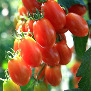 粉圣果女果种子种籽孑苗各种小番茄秧西红柿蔬菜菜苗盆栽秧苗果苗