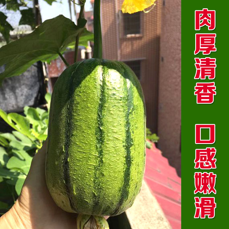 苹果丝瓜种子 台湾进口迷你小丝瓜籽蔬菜种孑阳台盆栽春秋播菜籽