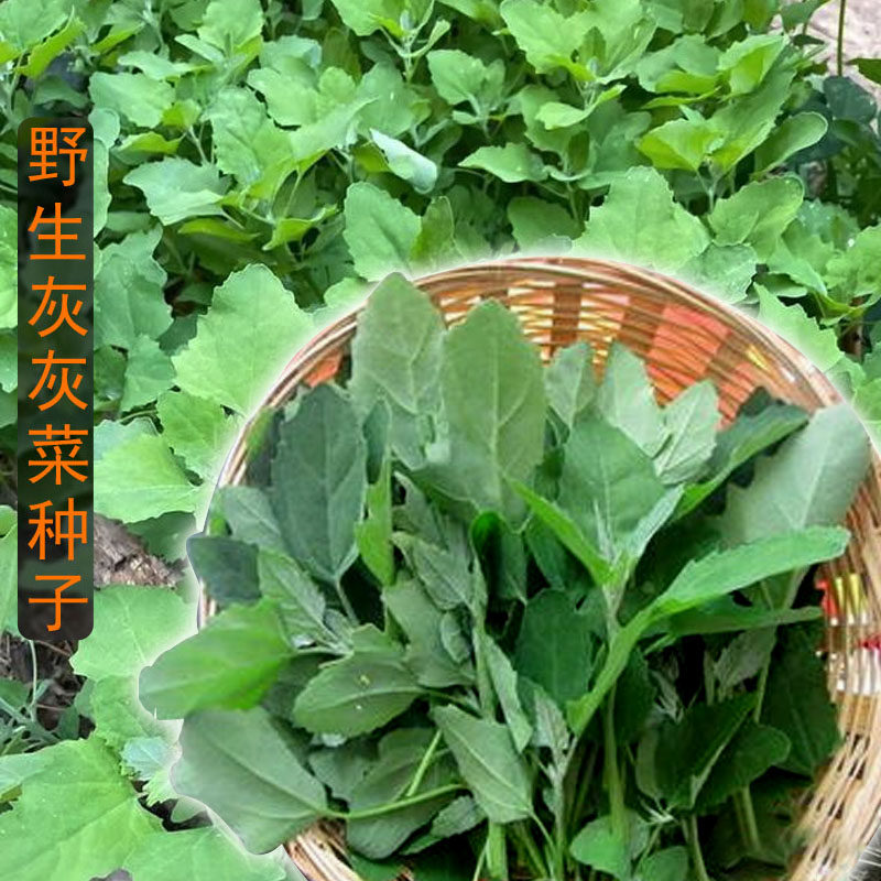 灰灰菜种子蔬菜种籽灰菜籽藜养身菜野菜救心菜四季阳台盆栽阳台孑