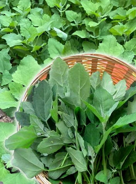 藜养身菜野菜救心菜四季阳台