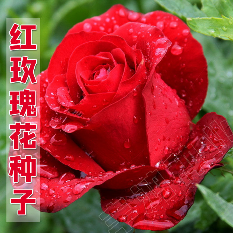 玫瑰花种子 四季开花易种活大全植物室内室外阳台盆栽花卉花种籽