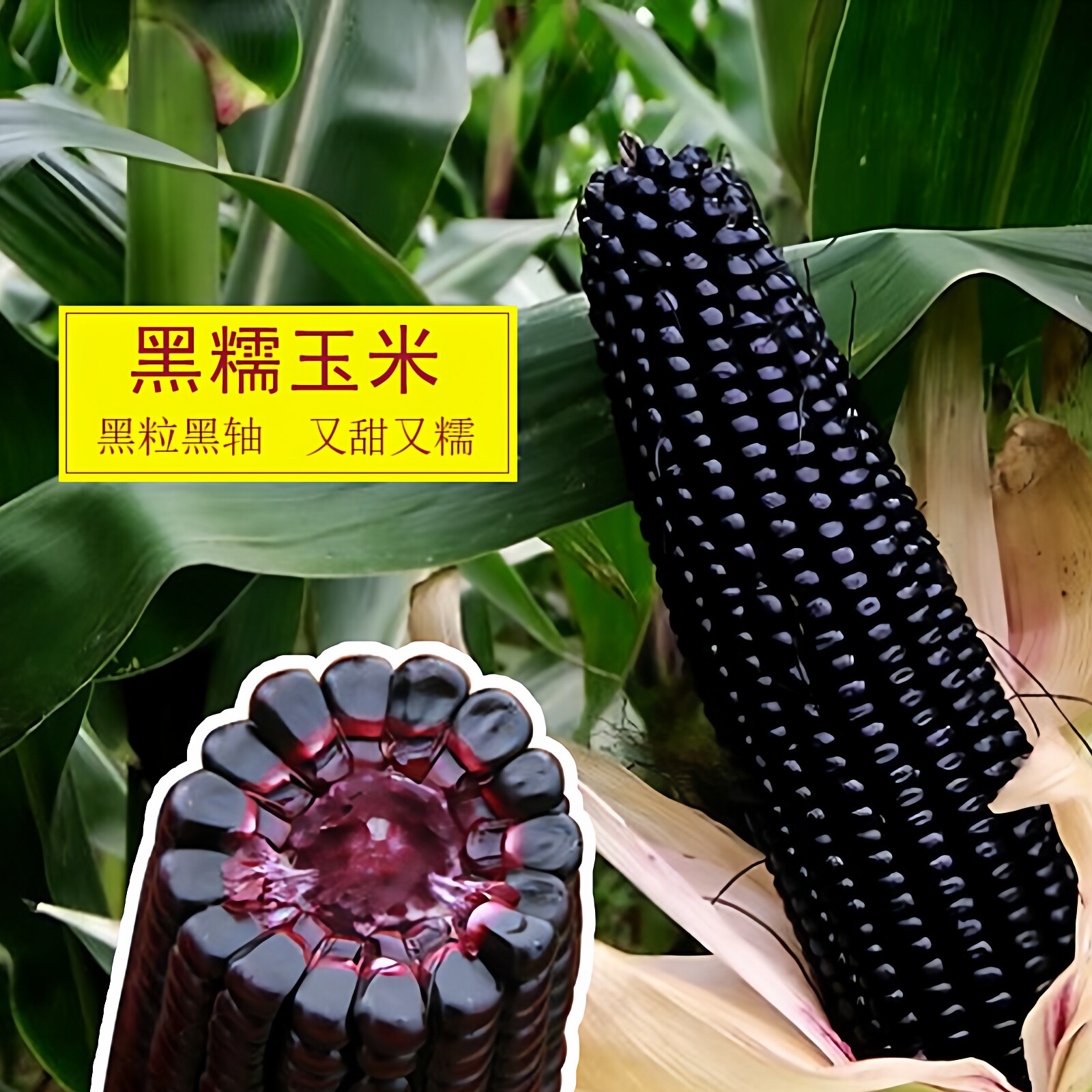 黑糯44号玉米种籽彩食甜糯早熟