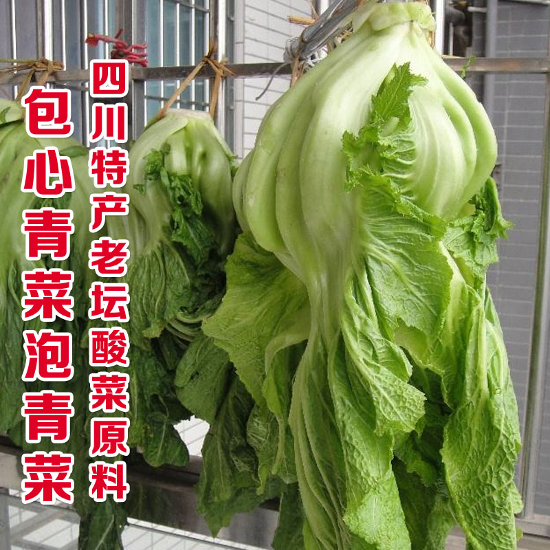 四川泡菜种子 泡青菜种籽宽帮青菜秋播大青包心芥菜种籽腌制酸菜