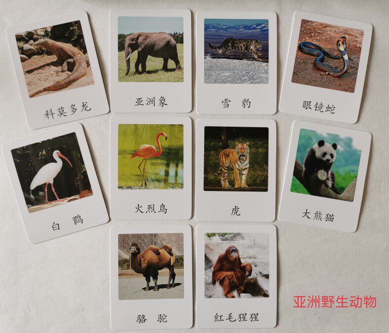 七大洲亚洲野生动物三段三部分卡蒙氏幼教文化区儿童启益智玩教具