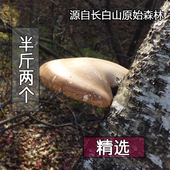 玉芝 长白山东北灵芝 白边层孔菌 野生白灵芝 250克 可切片打粉