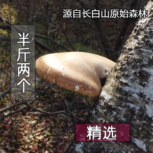 长白山层孔菌可切片打粉白灵芝