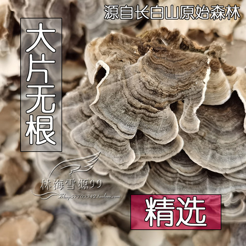 黄云芝干品大片长白山野生灵芝