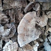 野生桦褶孔菌 250克