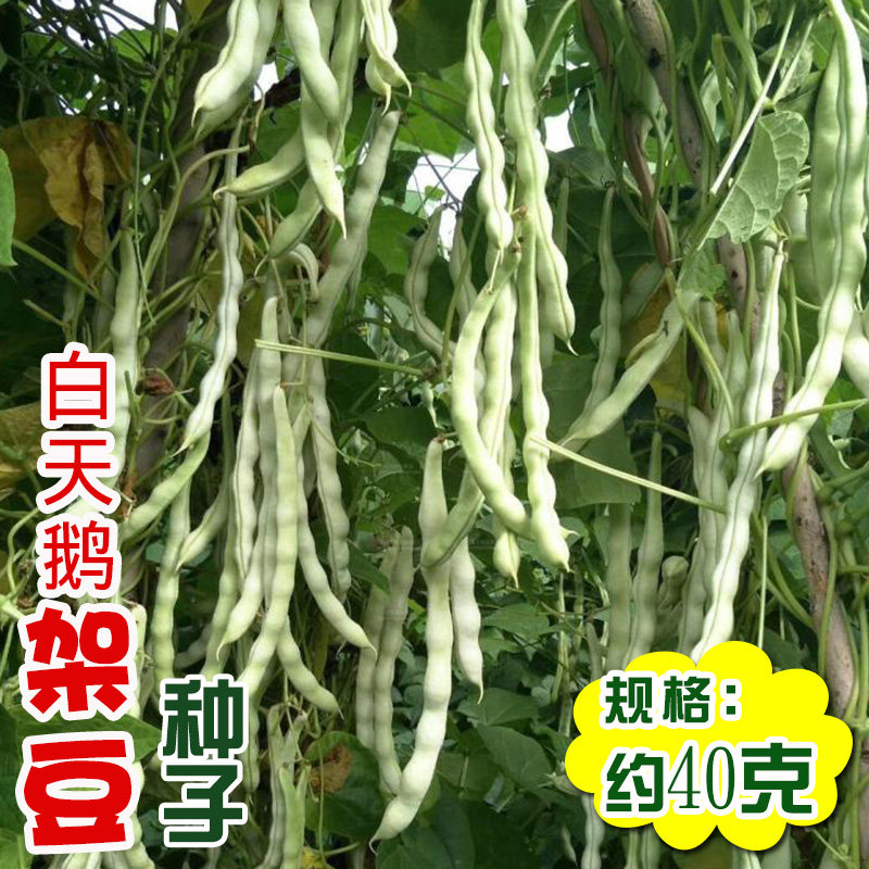 白天鹅豆角种子 农亮丽菜园豆荚田花码密肉厚白芸豆豆角蔬菜籽