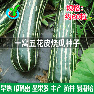 花皮烧瓜种子 菜园种早熟清爽脆嫩幼瓜无苦味白绿条纹相间稍瓜籽