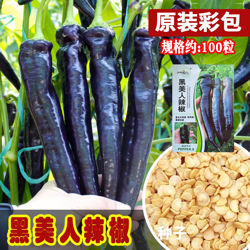 研优黑美人辣椒种子 大果紫黑尖椒紫辣椒种籽 菜园农家四季蔬菜孑,鲜花速递/花卉仿真/绿植园艺,家庭园艺种子,淘宝优惠券,粉丝福利购,淘宝优惠卷