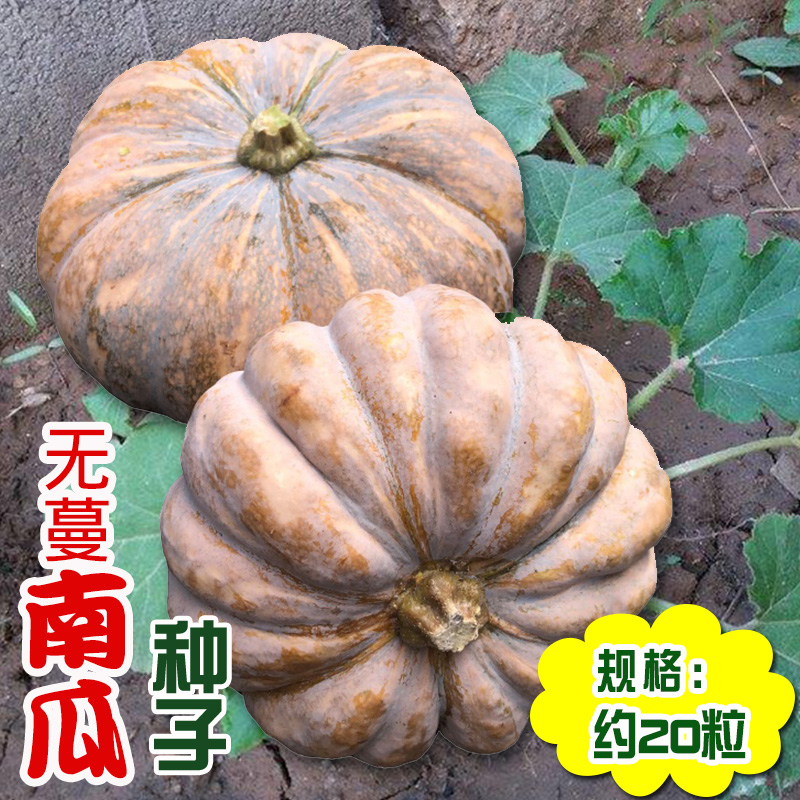 无蔓南瓜种子 大田菜地高产作物磨盘大南瓜籽肉厚甜面耐贮耐运