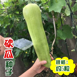 砍瓜种子春季夏秋四季播蔬菜种子 阳台盆栽 爬藤瓜果种子高产