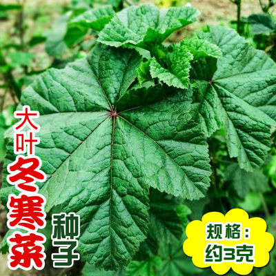 大叶寒冬菜种子耐寒耐冻马蹄菜