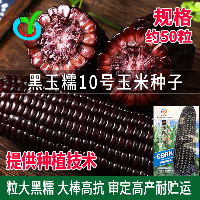 永红夏季粘香糯玉米种子