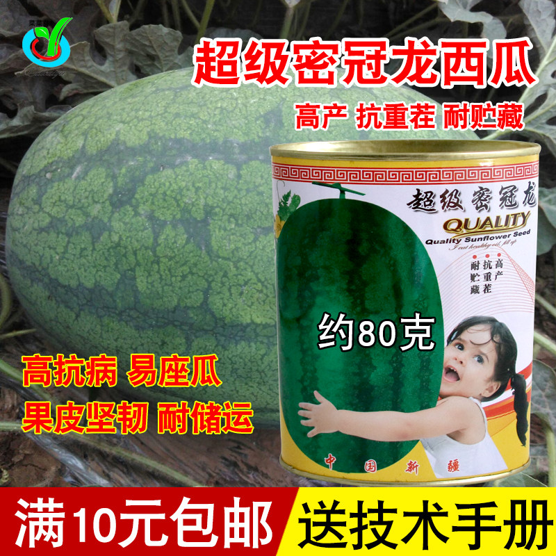 新疆密冠龙西瓜种子中熟蜜冠龙 绿皮大果皮薄高产椭圆 大西瓜籽