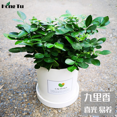 九里香盆栽办公室内桌面小绿植浓香四季花卉驱蚊懒人阳台观叶植物